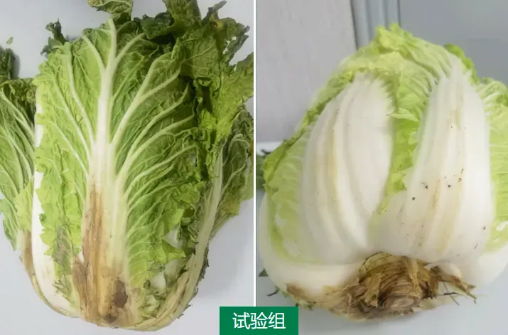 案例追踪——攀宝生物沸石有机肥,助力宁夏白菜高产提质