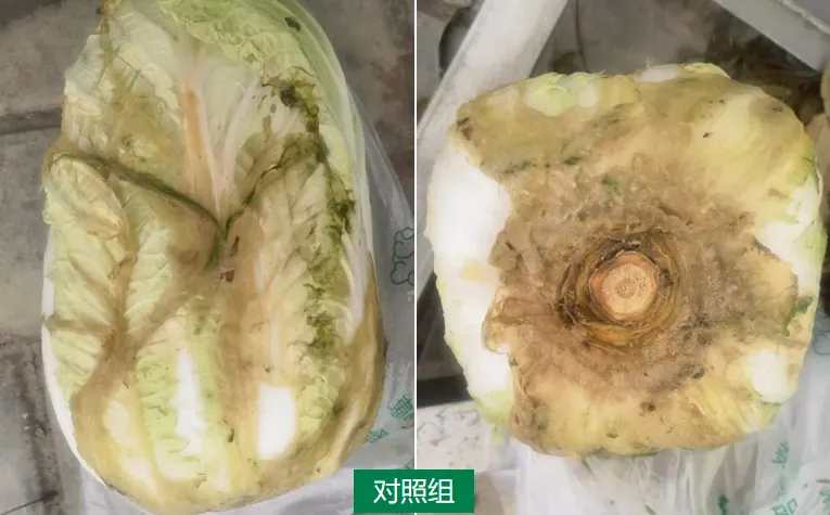 案例追踪——攀宝生物沸石有机肥,助力宁夏白菜高产提质