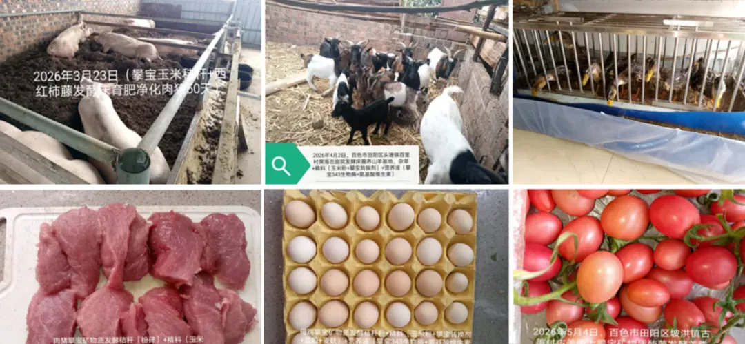 攀宝动态 | 从源头守护餐桌安全:攀宝科技构建“四零标准”绿色农产品新体系