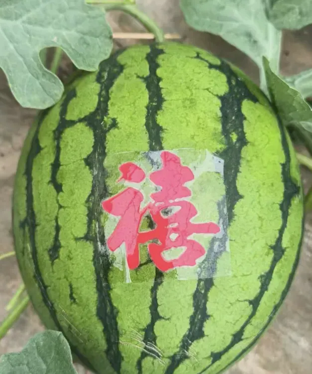 攀宝案例 | 那些关于西瓜的谣言:小时候的西瓜更甜,所以更安全吗?