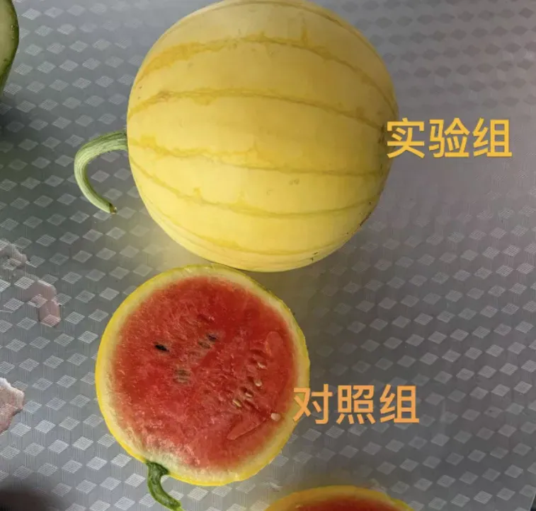 攀宝案例 | 那些关于西瓜的谣言:小时候的西瓜更甜,所以更安全吗?