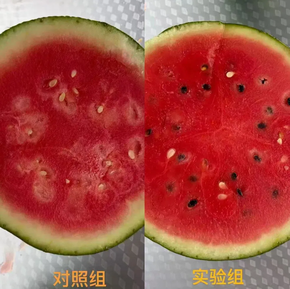 攀宝案例 | 那些关于西瓜的谣言:小时候的西瓜更甜,所以更安全吗?