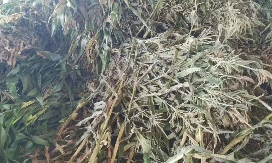 攀宝动态 | 攀宝技术获行业权威认可,广西专题调研肯定集团生态循环实践成果