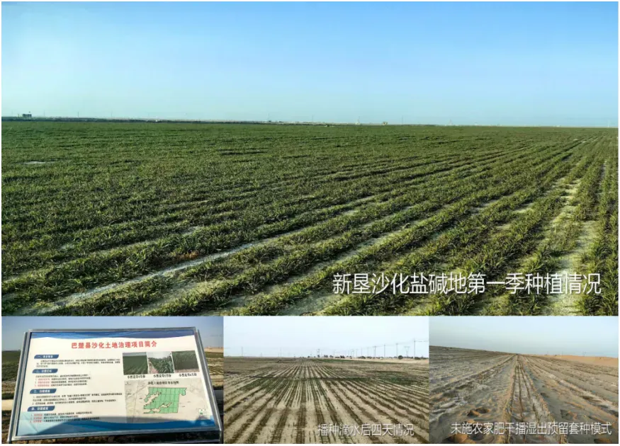 攀宝案例 | 打破盐碱“生命禁区”:北京攀宝生物科技集团有限公司“三位一体”方案在新疆的实践样本
