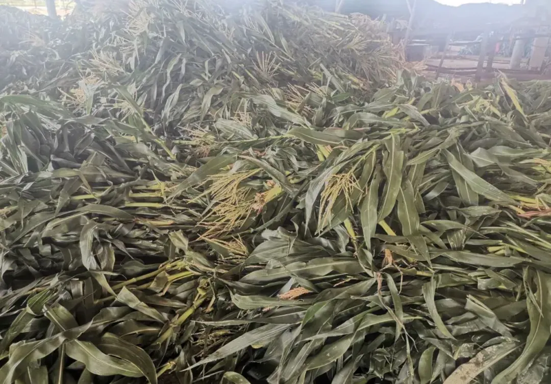 攀宝动态 | 秸秆不再是负担!攀宝技术让农业废弃物变身乡村绿色财富