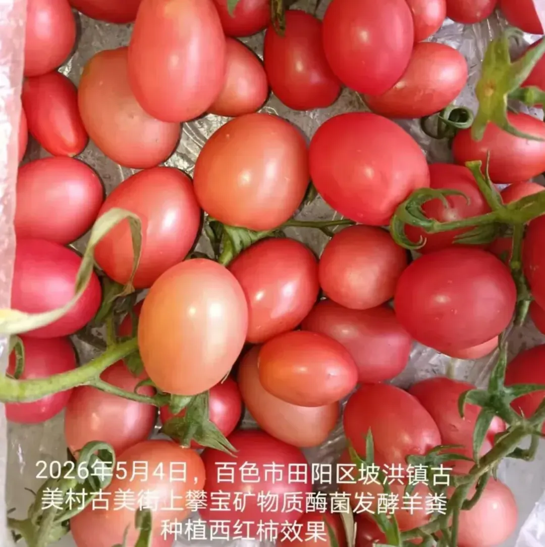 攀宝动态 | 秸秆不再是负担!攀宝技术让农业废弃物变身乡村绿色财富