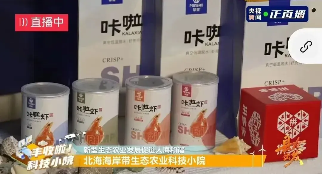央视新闻直播攀宝生态咔啦虾——北海海岸带生态农业科技小院参与央视“县”在出发节目