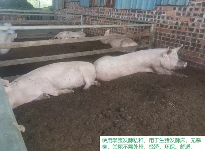 攀宝热点 | 畜禽粪污不是负担,关键是怎么把它变成资源