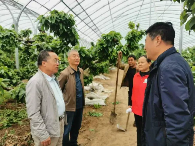 科技赋能沃土 专家助力兴农 ——攀宝携手农业专家赋能灞桥樱桃产业发展