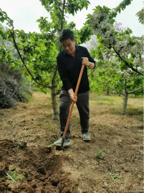 科技赋能沃土 专家助力兴农 ——攀宝携手农业专家赋能灞桥樱桃产业发展