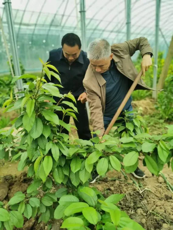 科技赋能沃土 专家助力兴农 ——攀宝携手农业专家赋能灞桥樱桃产业发展