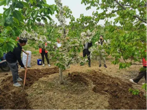 科技赋能沃土 专家助力兴农 ——攀宝携手农业专家赋能灞桥樱桃产业发展