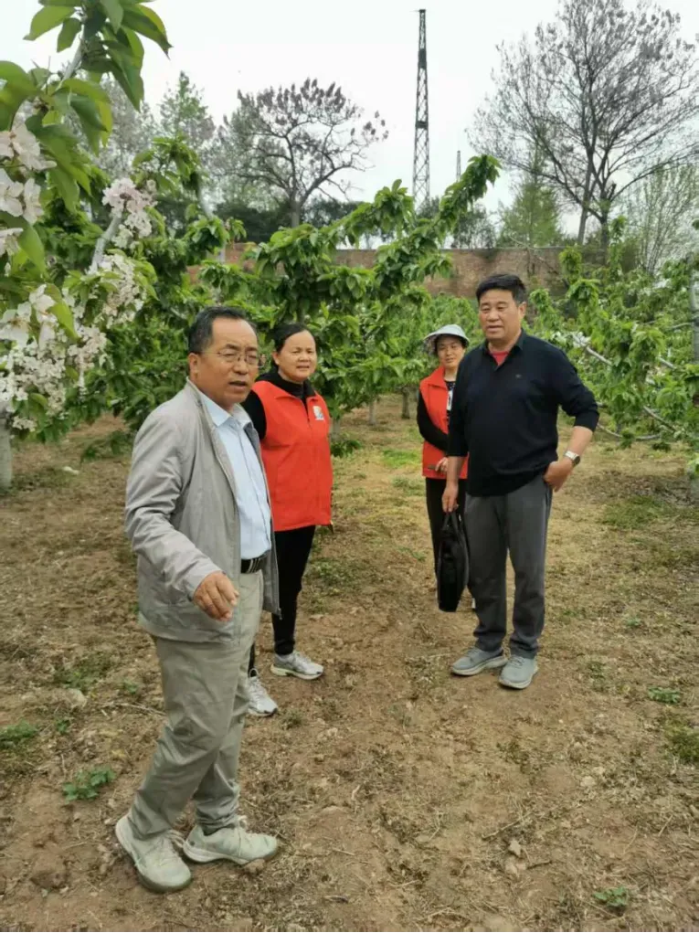 科技赋能沃土 专家助力兴农 ——攀宝携手农业专家赋能灞桥樱桃产业发展