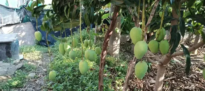 攀宝动态 | 环保更严时代,猪场还能赚钱吗?攀宝给出一套可落地答案