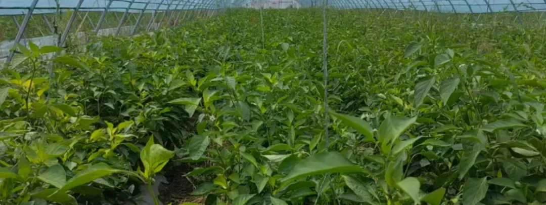 案例追踪——攀宝生物沸石有机肥,助力宁夏辣椒大增产
