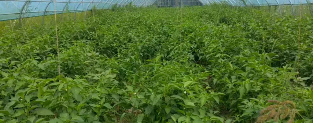 案例追踪——攀宝生物沸石有机肥,助力宁夏辣椒大增产